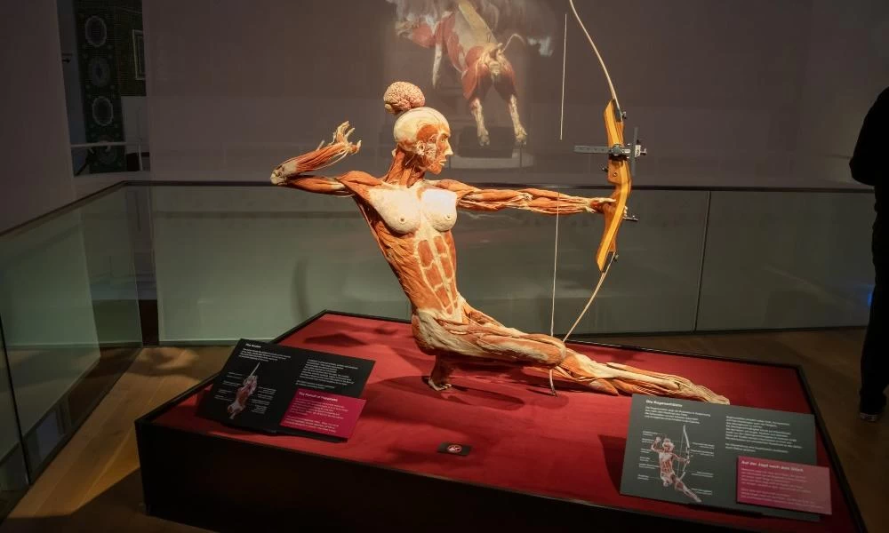 Body Worlds: Ενδιαφέρουσα και ανατριχιαστική η έκθεση με τα ανθρώπινα σώματα - Άνοιξε τις πόρτες της